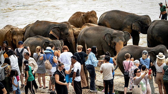Sri Lanka tourism - Elephants