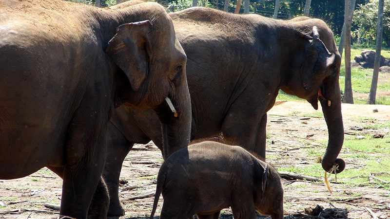 Wild elephants in Sri Lanka