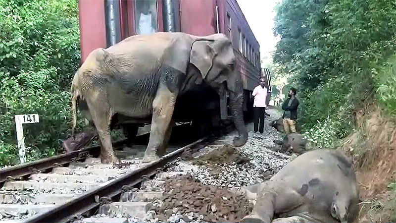 Six elephants killed in collision with Batticaloa-Colombo 'Meenagaya' train in Sri Lanka